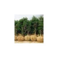 優(yōu)質油松 油松基地 山西油松