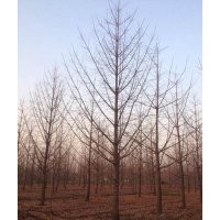 山東最新銀杏報(bào)價(jià)|銀杏圖片