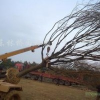 湖南黃連木產(chǎn)地價(jià)格，20公分黃連木供應(yīng)