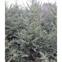 經營的品種云杉1.5米2米2.5米3米3.5米4米；青扦1.5-2.5米