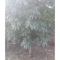 七葉樹(shù)3~18公分