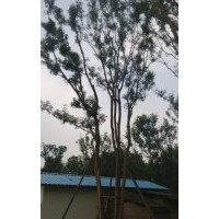 叢生、低分枝黃連木