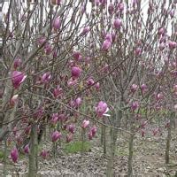 供應(yīng)廣玉蘭