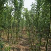 1、2公分國(guó)槐大量低價(jià)優(yōu)惠供應(yīng)