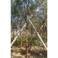 黃花風(fēng)鈴，7-10公分