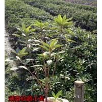 【值得關(guān)注】你對(duì)苗木市場(chǎng)競(jìng)爭(zhēng)現(xiàn)狀知多少？