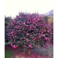 長(zhǎng)期供應(yīng)櫻花紅楓，青楓，羽毛楓，垂絲海棠