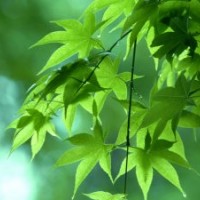 長(zhǎng)期供應(yīng)櫻花紅楓，青楓，羽毛楓，垂絲海棠