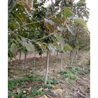 梨樹，柿子樹，蘋果樹，櫻桃樹找山西譽揚苗木基地