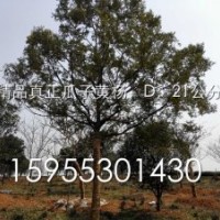 精品真正瓜子黃楊，D：21公分，H：7m，R：6m百年難遇相約有緣人