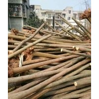 大量供應重陽木，秋楓