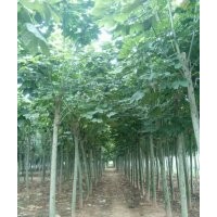 出售養(yǎng)冠欒樹，青桐，價格低，苗圃出售