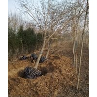 大量出售2-40公分國(guó)槐，千頭春，白蠟，占地苗木棗樹(shù)苗，1--30公