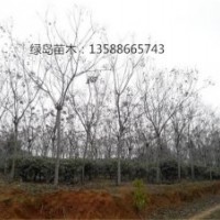 供應浙江黃山欒樹、黃山欒樹信息、金華黃山欒樹生產(chǎn)商