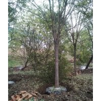 滄州綠茵苗圃大量出售2-40國槐，白蠟，椿樹，千頭椿，榆樹，柳樹