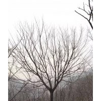 2016河南東潤(rùn)15-20公分元寶楓熱銷