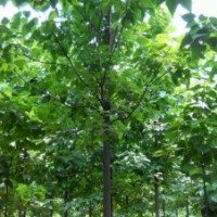 3年以上楸樹