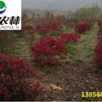紅花繼木苗木供應(yīng)各種規(guī)格都有