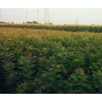 五角楓苗木各種規(guī)格都有包成活