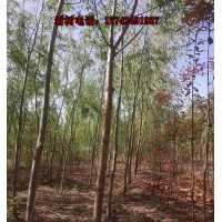 供應(yīng)38000顆米經(jīng)3-7公分國槐出售 高2.6-3米長勢好