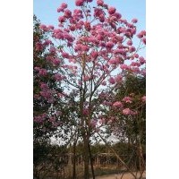 黃花風(fēng)鈴木，紫花風(fēng)鈴木，紅花風(fēng)鈴木，龍血樹