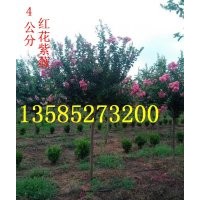 江蘇紫薇價(jià)格，3-4-5公分紫薇價(jià)格，產(chǎn)地批發(fā)直銷紫薇價(jià)格