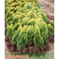 江蘇灑金柏價(jià)格，30-40公分高灑金柏價(jià)格，產(chǎn)地直銷灑金柏價(jià)格