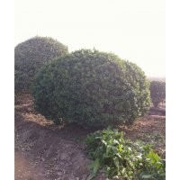 供應(yīng)冬青球