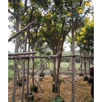 黃槐袋苗價格
