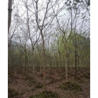 大量黃花梨出售