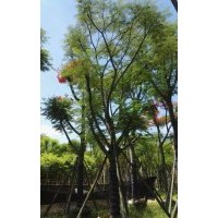 精品鳳凰木