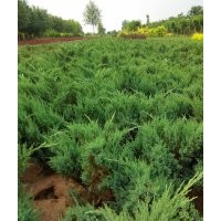 沙地柏基地,沙地柏最新報(bào)價(jià),沙地柏批發(fā)