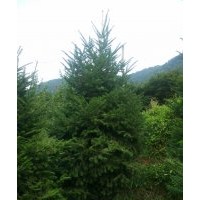 供應(yīng)各種規(guī)格冷杉