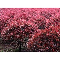 紅葉石楠球報(bào)價(jià)，小區(qū)行道樹常用樹種