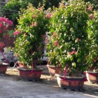 三角梅批發(fā)