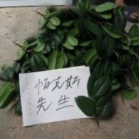 長期出售茶花嫁接枝條