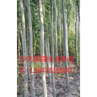 新疆楊低價(jià)銷(xiāo)售