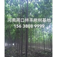 河南周口楸樹金絲楸樹楸樹小苗--種植基地
