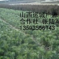 50-60公分營養(yǎng)杯白皮松大量出售