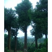 供應(yīng)香樟，移栽香樟，多桿香樟，全冠香樟
