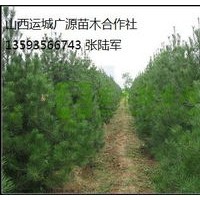 常年大量出售白皮松、1.5米白皮松大量出售