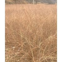 山西連翹生產(chǎn)基地出售連翹苗最新價(jià)格