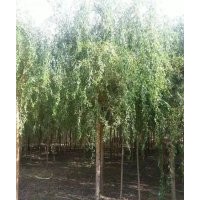 供應(yīng)5-8公分垂柳1萬棵