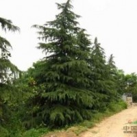 別稱香柏 寶塔松 番柏 喜馬拉雅山雪松 雪松價格改動