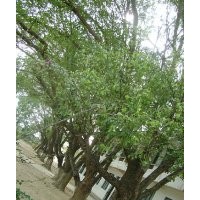 供應香樟 香樟樹苗 陰香樹苗 幌傘楓 幌傘楓樹苗