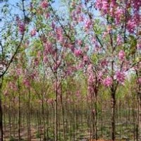 山西香花槐供應