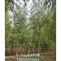 低價(jià)出售金絲柳