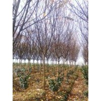 常年供應(yīng)各規(guī)格紅楓，雞爪戚，紫薇，紅葉李，櫻花，廣玉蘭，紅白