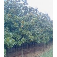 江蘇廣玉蘭價格 南京廣玉蘭價格 廣玉蘭苗 廣玉蘭工程苗