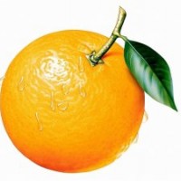 供應(yīng)酸橙樹(shù)苗 酸梅樹(shù)苗 酸棗樹(shù)苗 蜜橘樹(shù)苗 柑子樹(shù)苗 橙子樹(shù)苗 臍